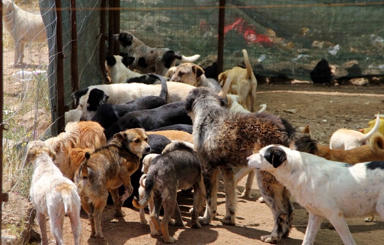 I cani che erano detenuti in Via Matera